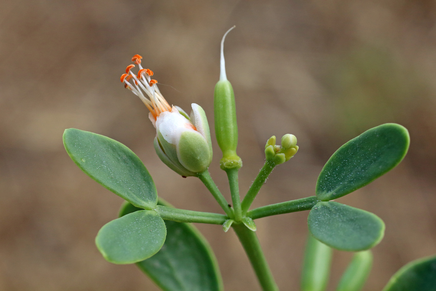 Изображение особи Zygophyllum oxianum.