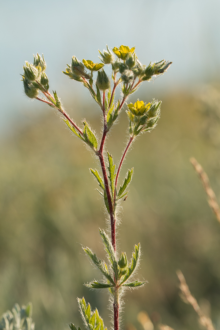 Изображение особи род Potentilla.