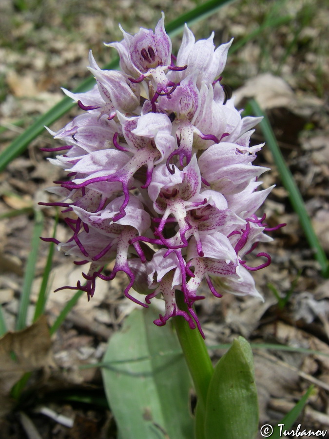 Image of Orchis simia specimen.