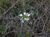 Diplotaxis erucoides