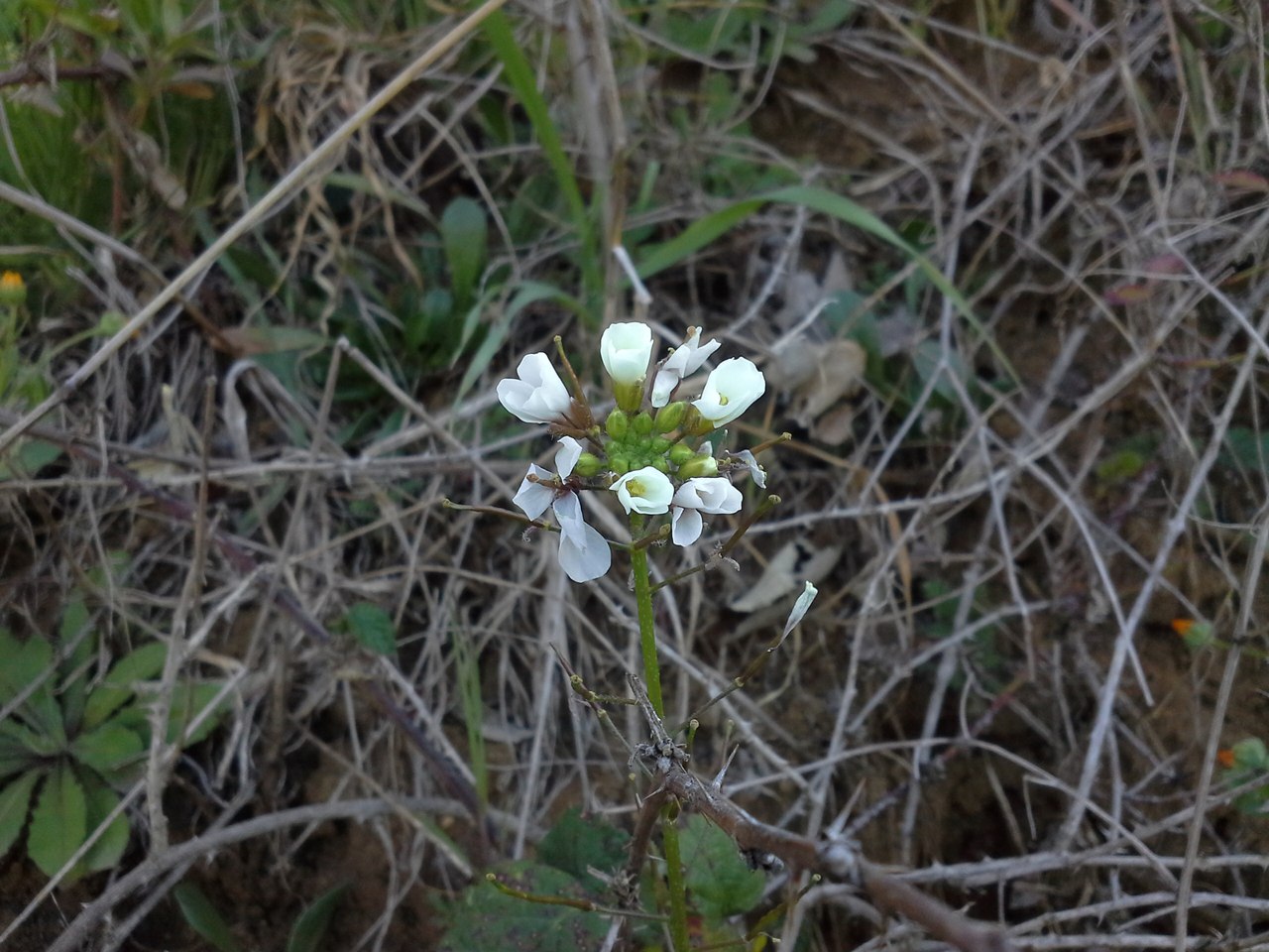 Image of Diplotaxis erucoides specimen.