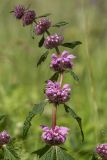 Phlomoides tuberosa