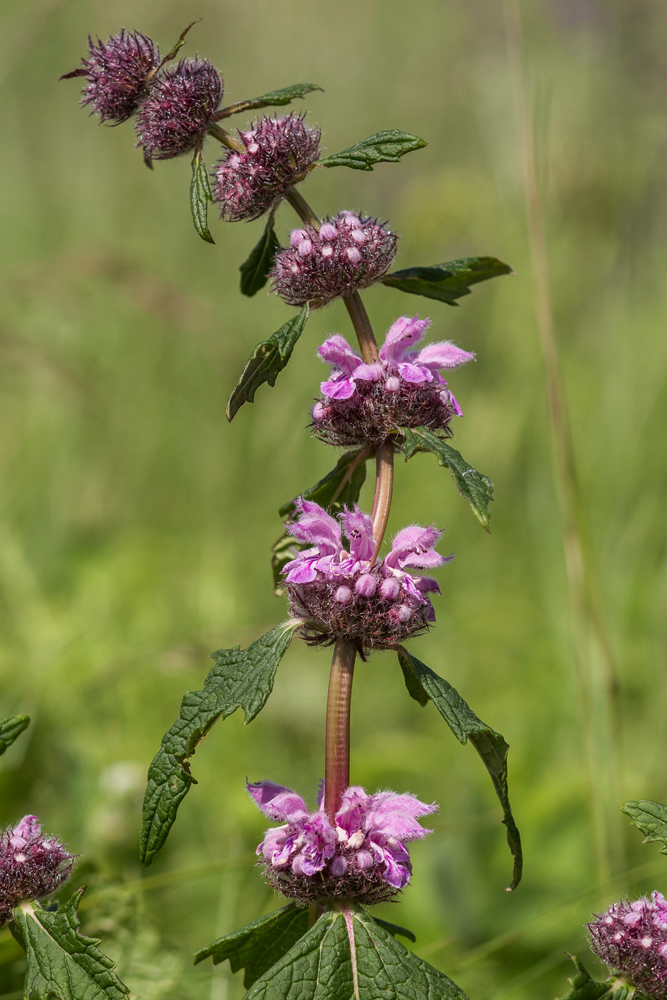 Изображение особи Phlomoides tuberosa.