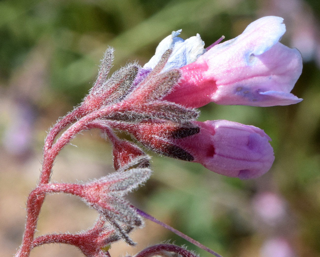 Изображение особи Lindelofia macrostyla.