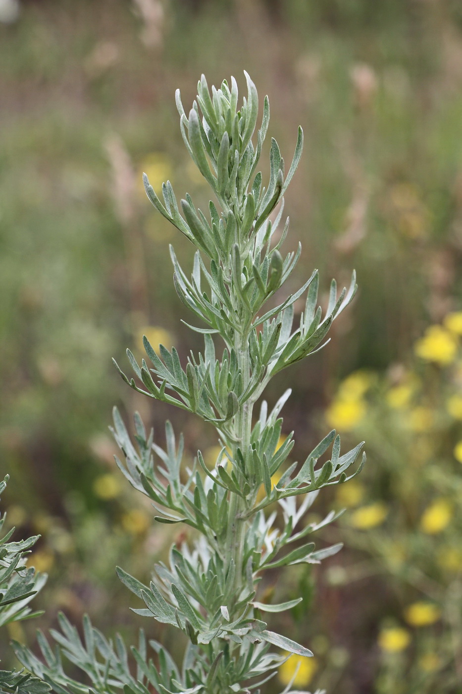 Image of Artemisia absinthium specimen.