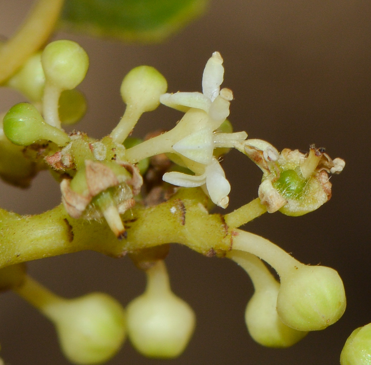 Image of Hovenia dulcis specimen.