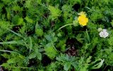 Potentilla crantzii