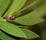 Image of taxon representative. Author is Татьяна Мальчинская