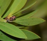 Callistemon citrinus