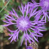 Centaurea jacea