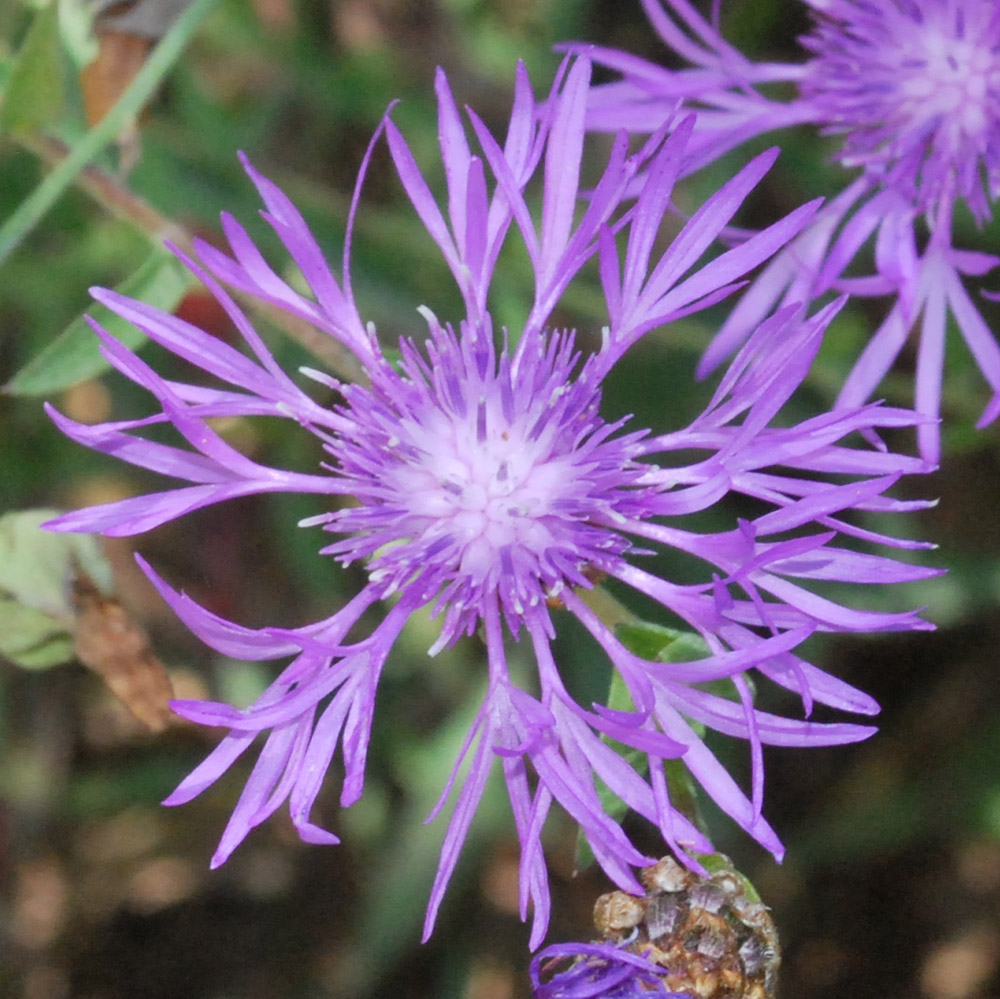 Image of Centaurea jacea specimen.