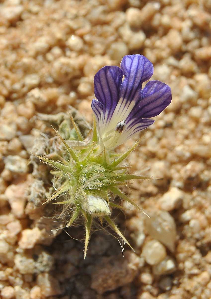 Image of Acanthopsis disperma specimen.