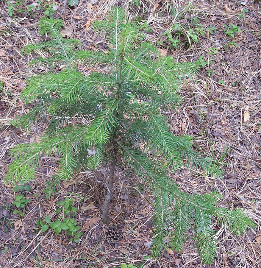 Изображение особи Abies sibirica.