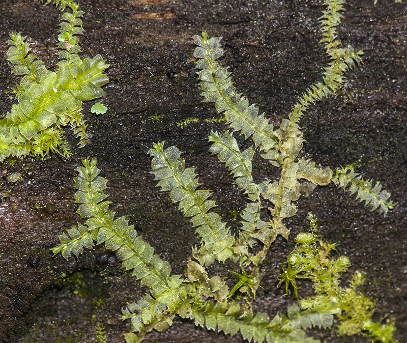 Image of Chiloscyphus profundus specimen.