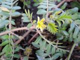 Tribulus terrestris