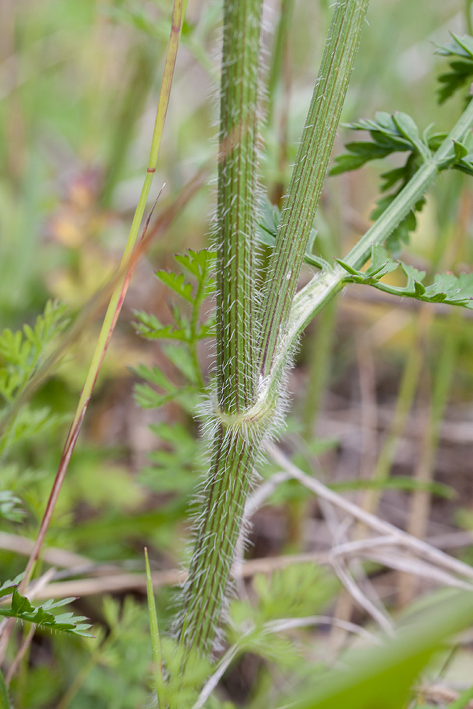 Изображение особи Daucus carota.