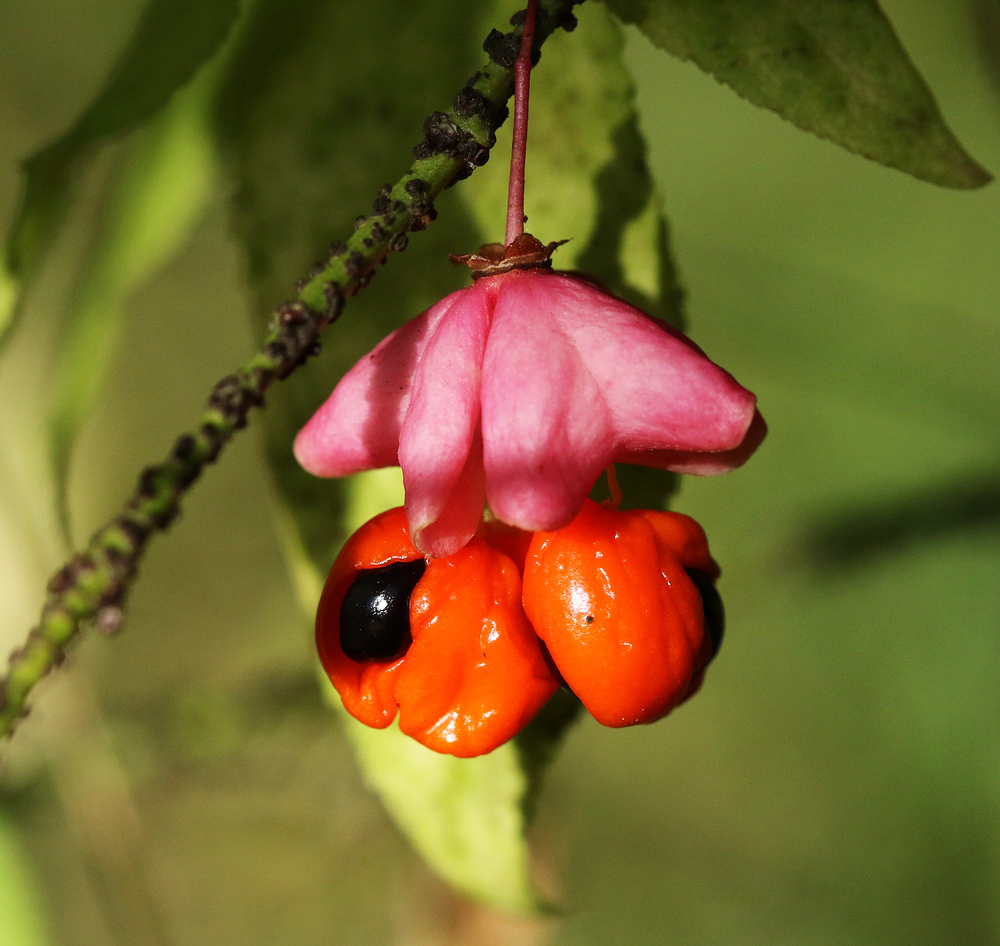 Image of Euonymus verrucosus specimen.