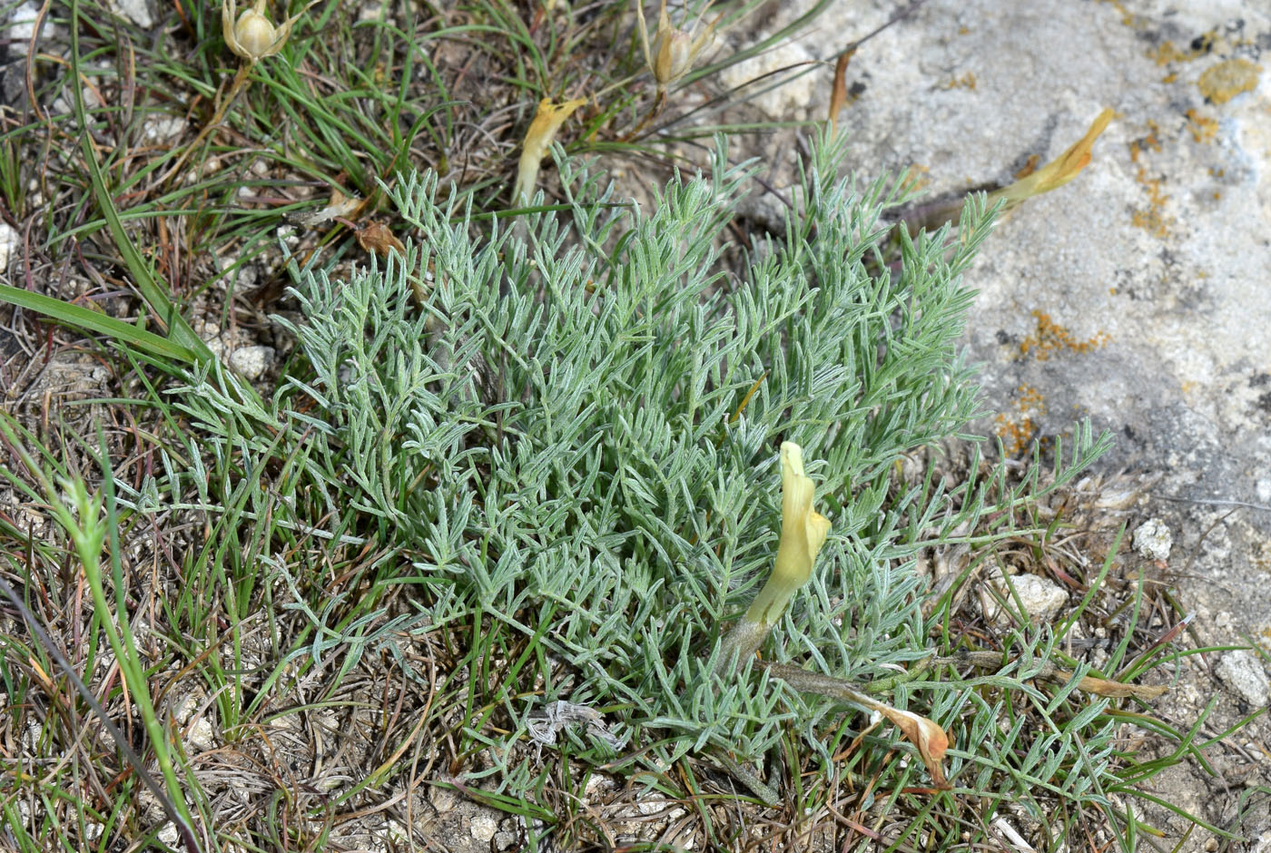 Изображение особи Astragalus dianthus.