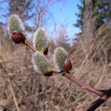 Salix caprea