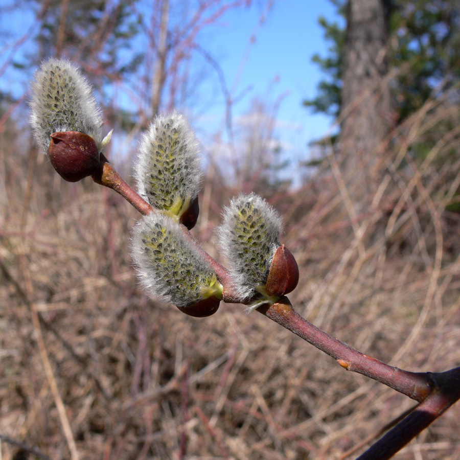 Изображение особи Salix caprea.