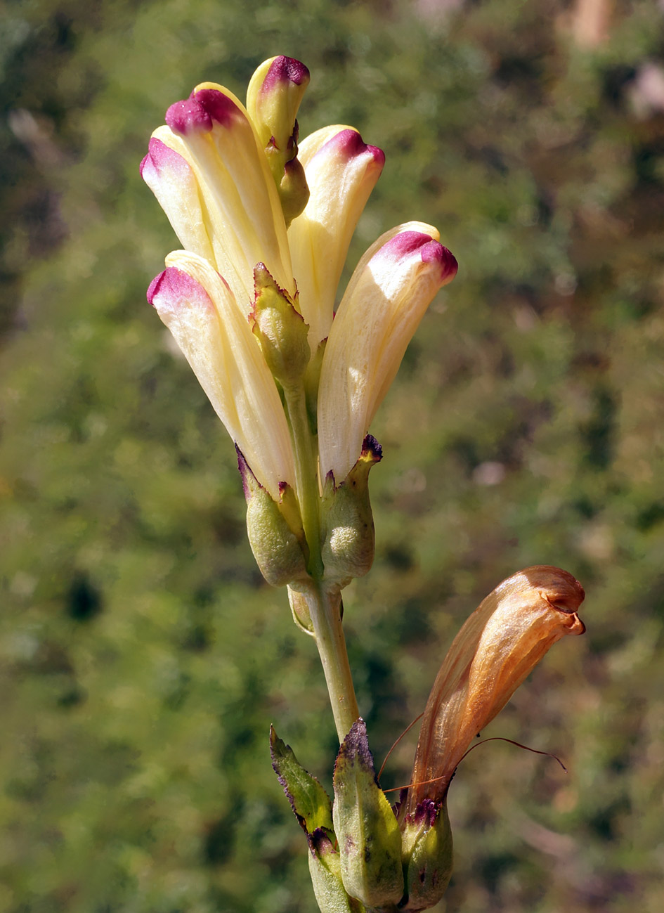 Image of Pedicularis sceptrum-carolinum specimen.