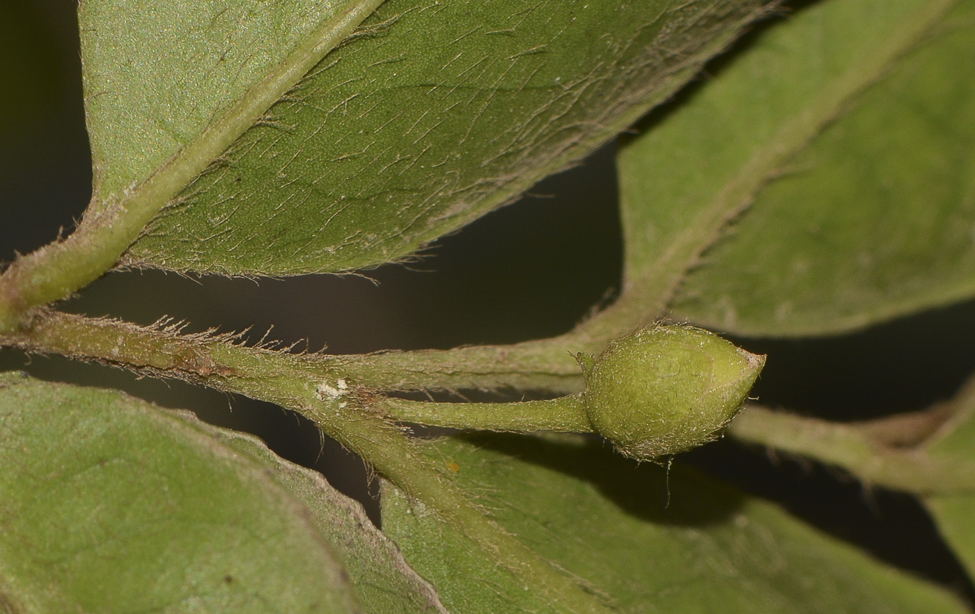 Image of Visnea mocanera specimen.