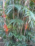 Chamaedorea seifrizii. Нижняя часть плодоносящего растения. Австралия, г. Брисбен, ботанический сад. 14.08.2016.