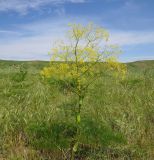 Ferula karatavica