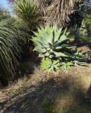 Agave attenuata