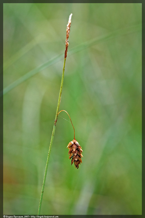 Изображение особи Carex limosa.