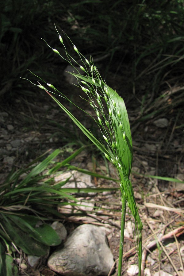 Image of Achnatherum virescens specimen.
