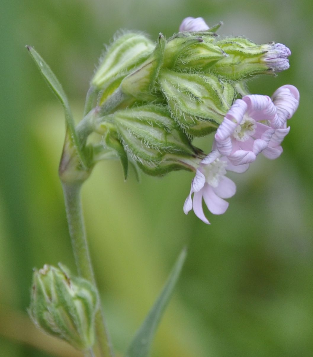 Изображение особи Silene apetala.