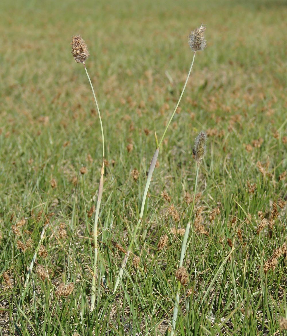 Изображение особи Alopecurus brachystachyus.