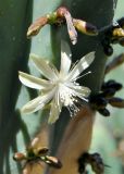 Myrtillocactus geometrizans