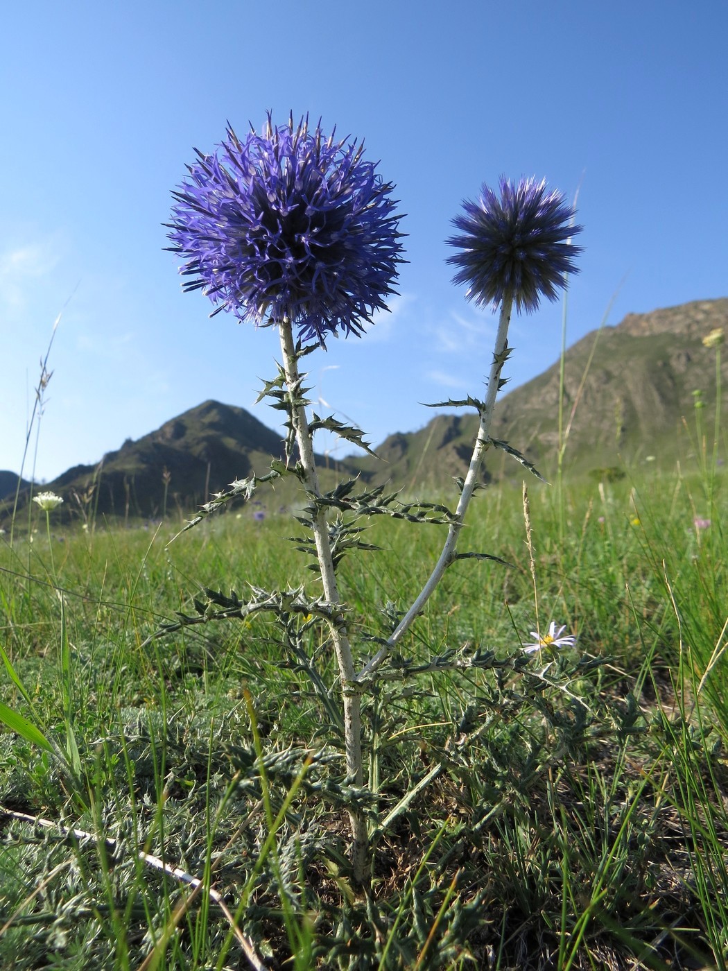Image of Echinops sibiricus specimen.