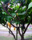 Theobroma cacao