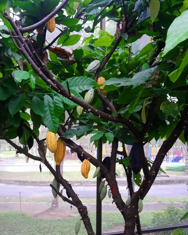Изображение особи Theobroma cacao.