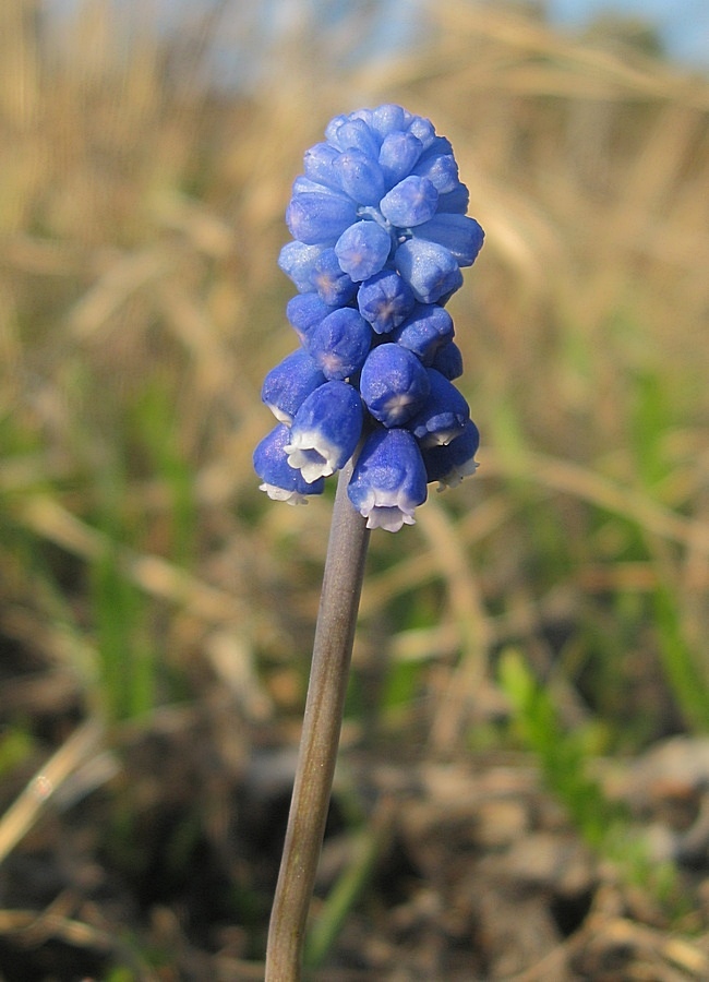 Изображение особи Muscari aucheri.