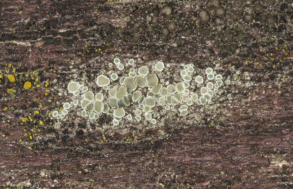 Image of genus Lecanora specimen.