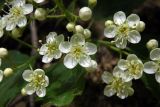 Sorbus torminalis. Цветки и бутоны. Республика Адыгея, Майкопский р-н, ок. 5 км восточнее ст. Даховская, хребет Скалистый (Уна-Коз), лиственный лес, у грунтовой дороги. 05.05.2018.