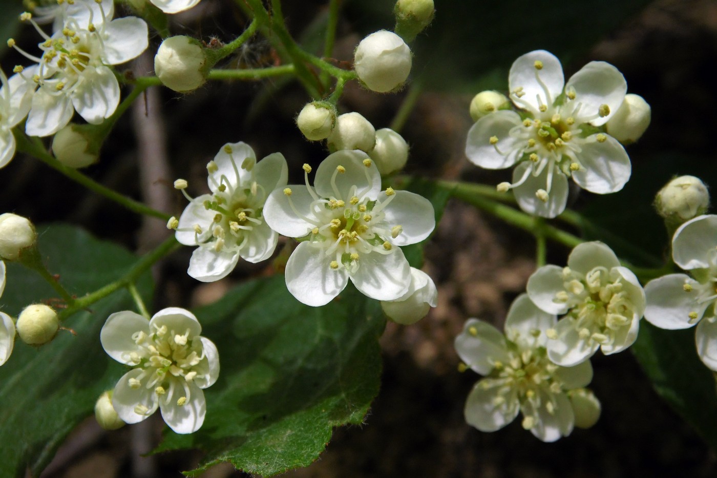 Изображение особи Sorbus torminalis.