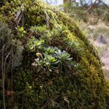 Schivereckia podolica