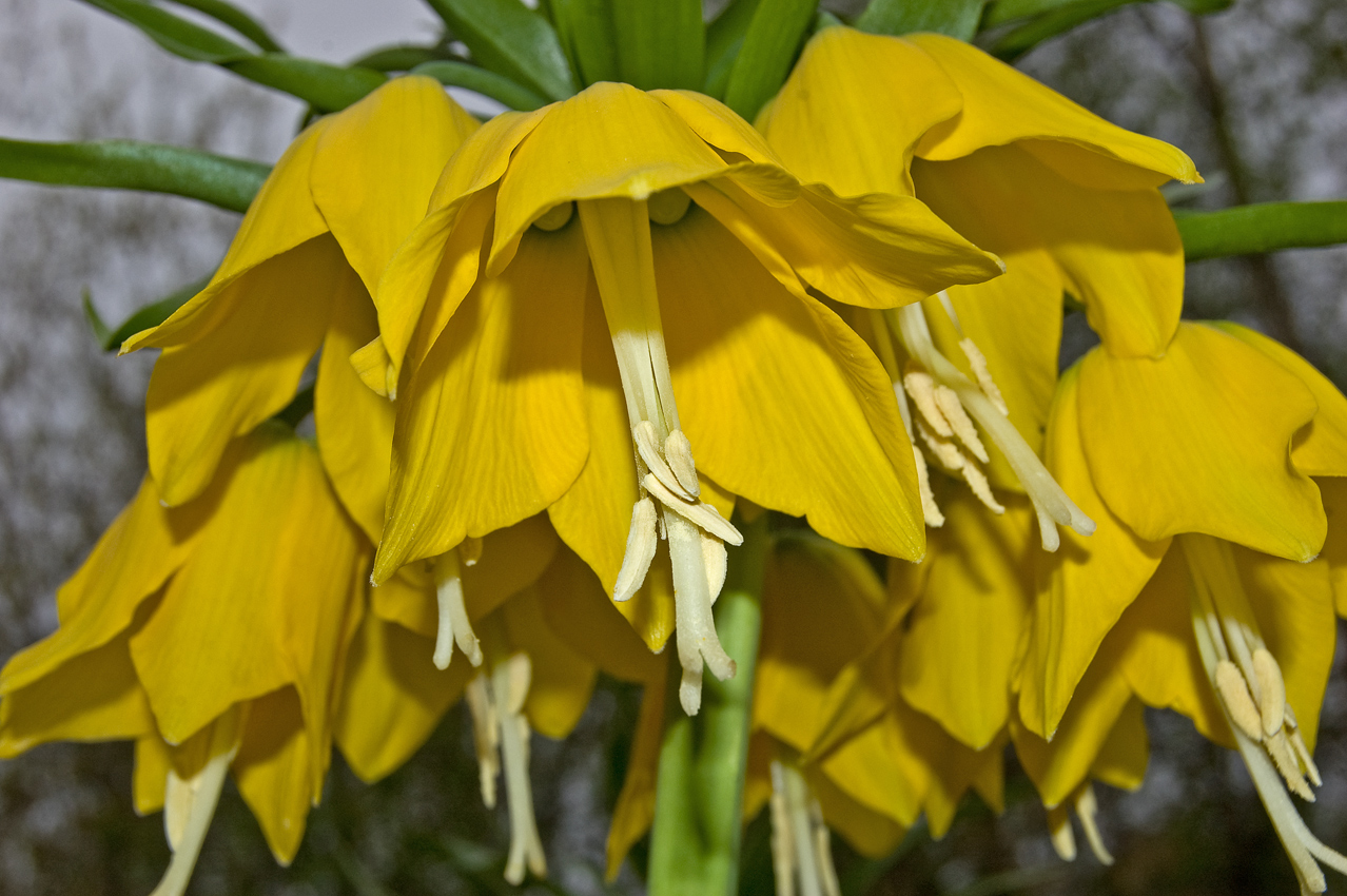 Изображение особи Fritillaria imperialis.