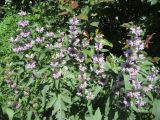 Phlomoides tuberosa