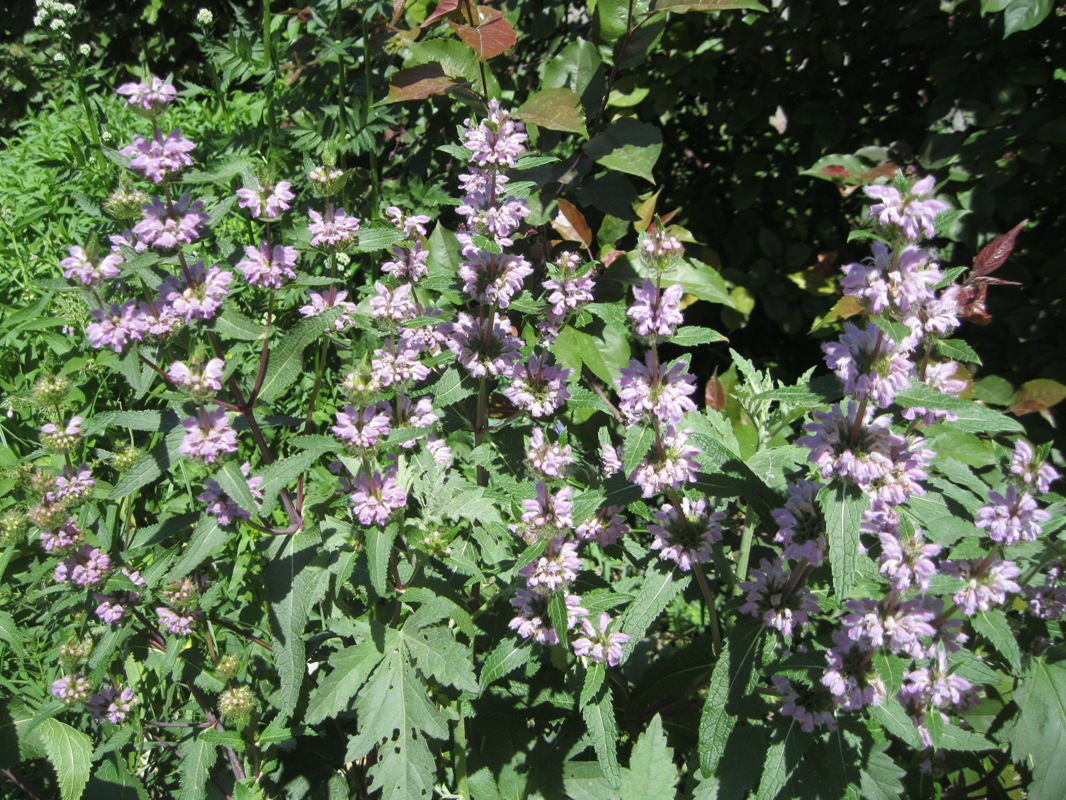 Image of Phlomoides tuberosa specimen.