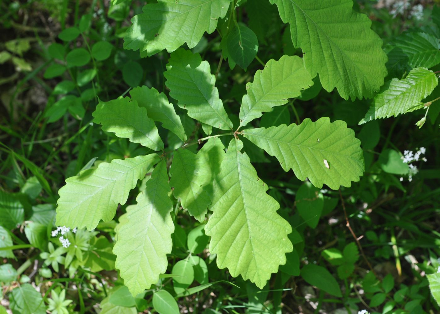 Изображение особи Quercus iberica.