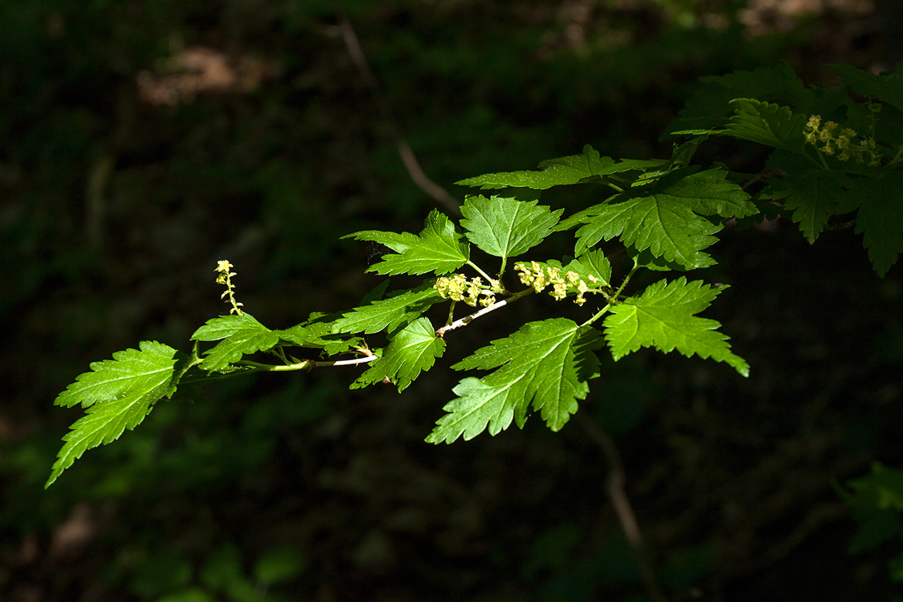 Image of Ribes alpinum specimen.