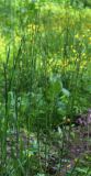 Glyceria notata