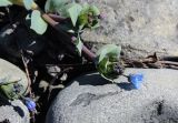 Mertensia maritima. Части побегов с соцветиями. Мурманская обл., п-ов Рыбачий, побережье Большой Волоковой губы, супралитораль. 29.06.2018.