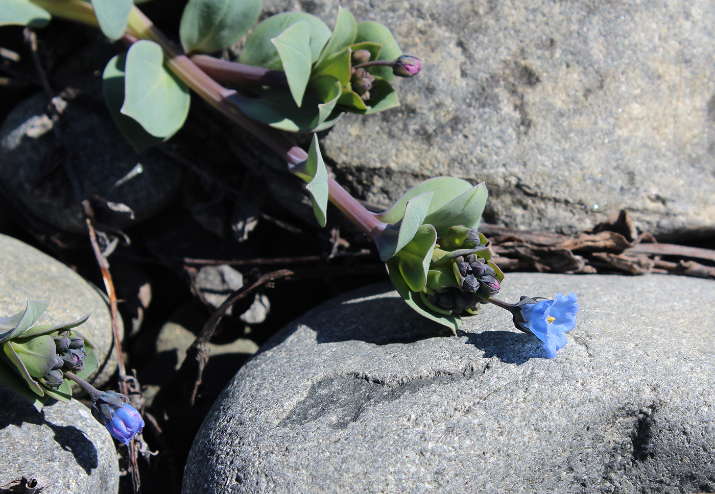 Изображение особи Mertensia maritima.